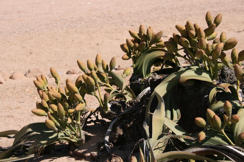 012_Welwitschia 