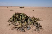 011_Welwitschia