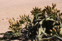 012_Welwitschia